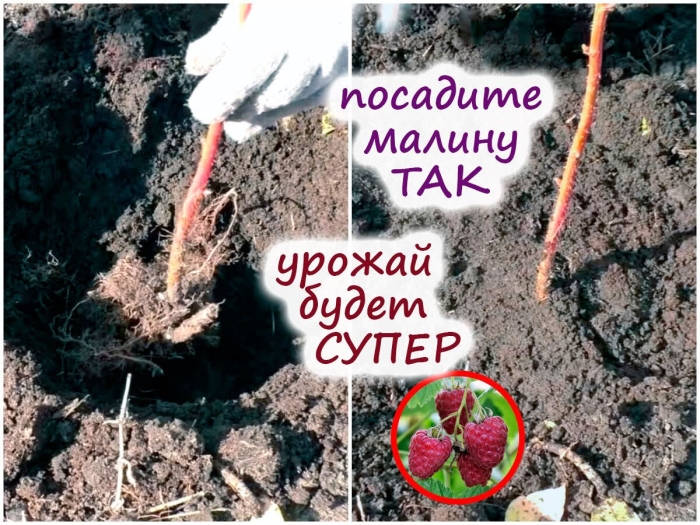 Осенняя посадка малины
