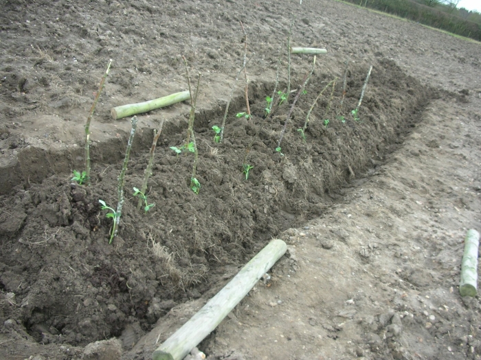 Мульчирование ремонтантной малины