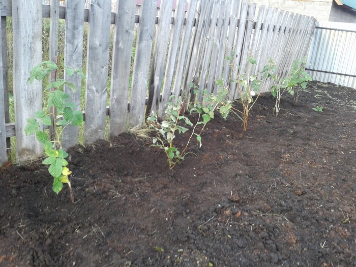 Посадка малины весной