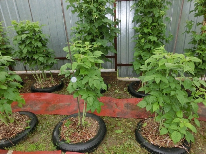 Малина на участке