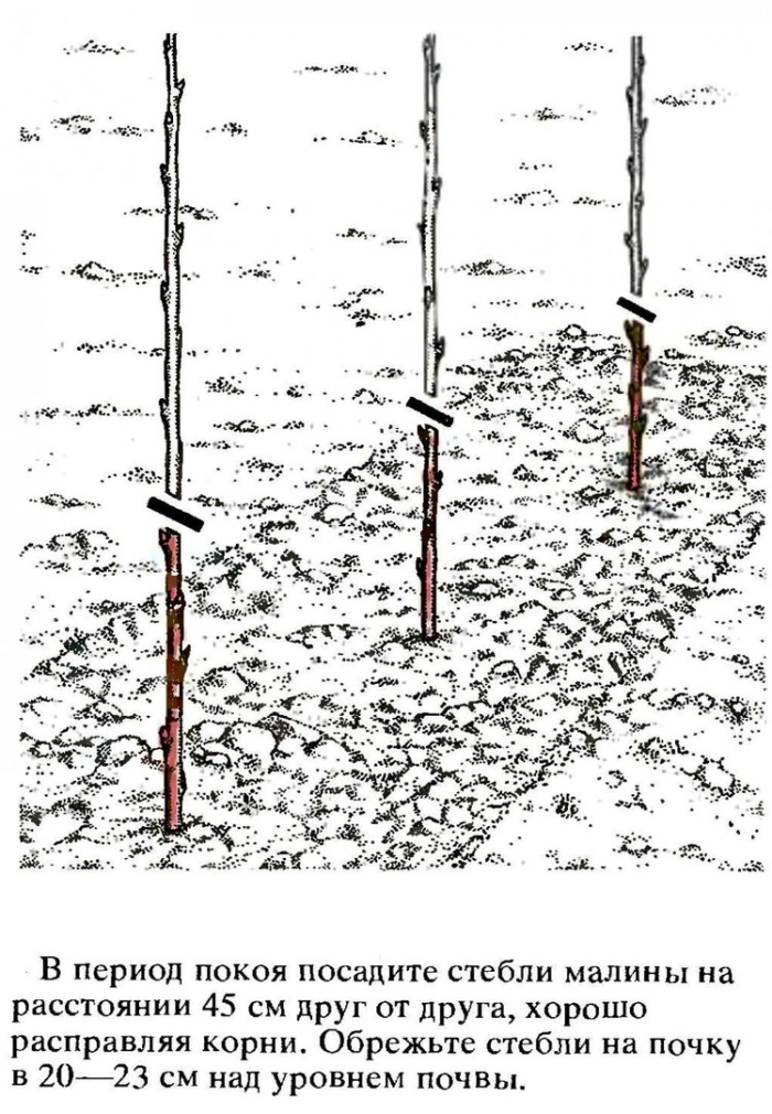 Обрезка саженцев яблони при посадке