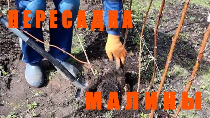 Пересадка малины весной