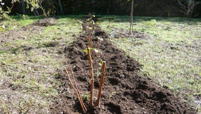 Посадка малины ремонтантной осенью