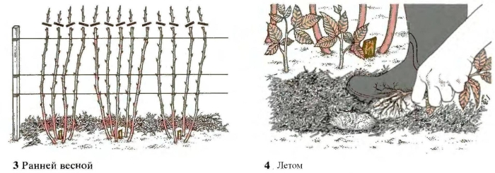 Обрезка ремонтантной малины