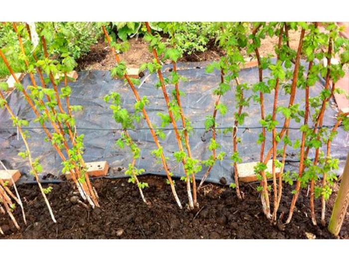 Посадка малины осенью