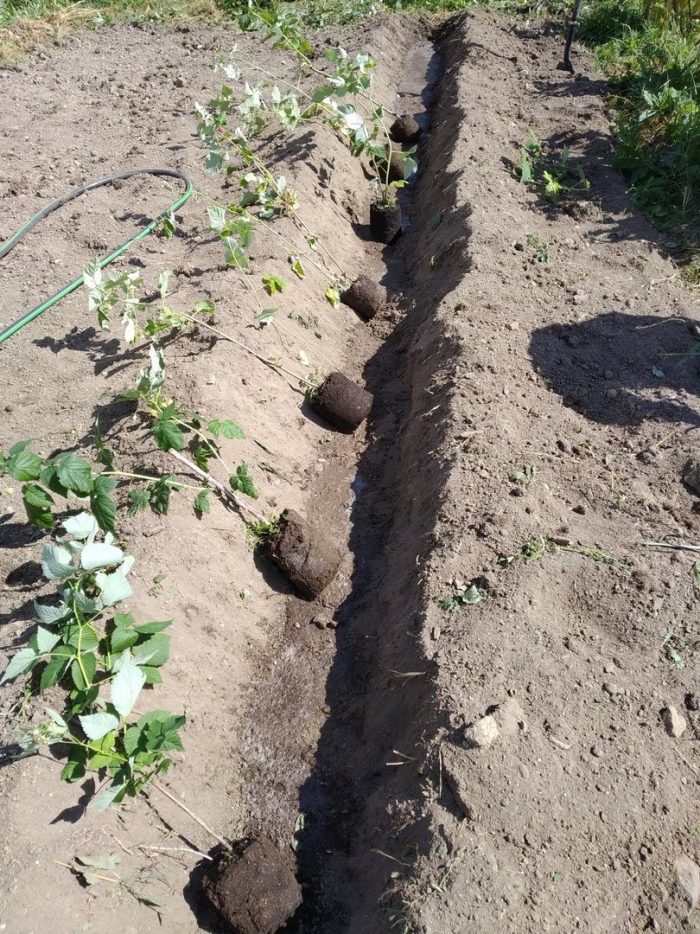 Окученная картошка