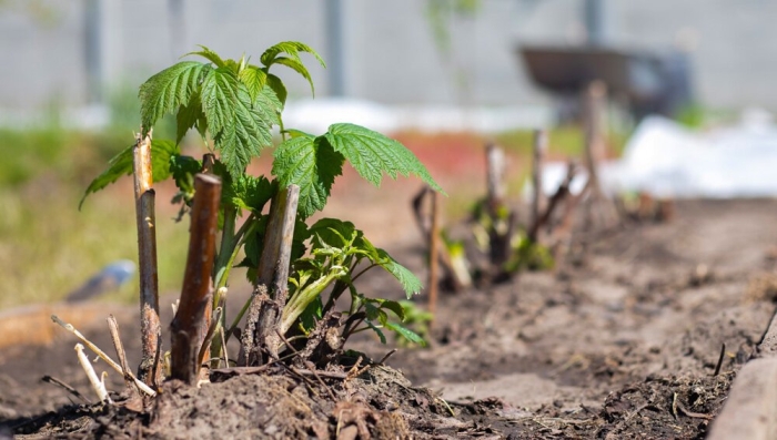 Размножение малины