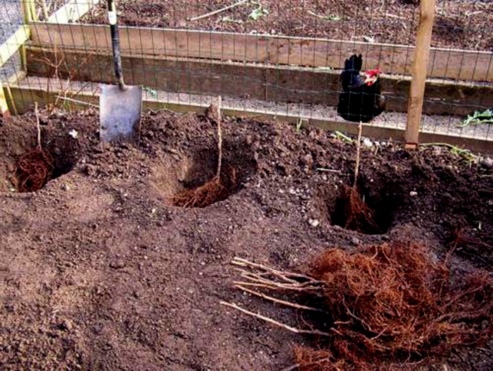 Траншейная посадка малины