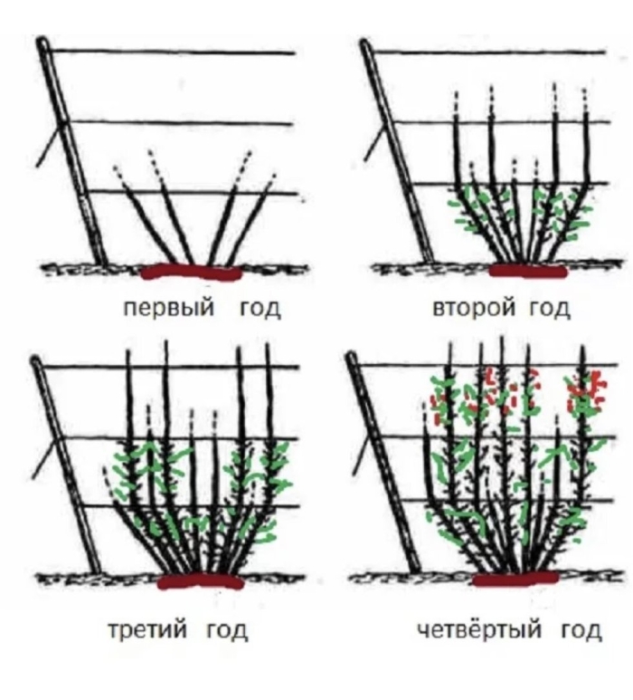 Формирование куста смородины весной