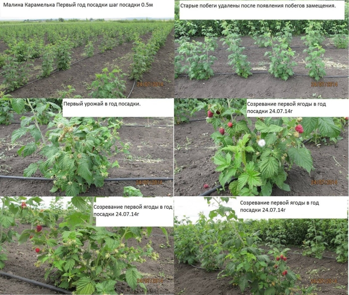 Посадка ремонтантной малины весной