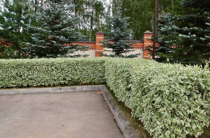 Живая изгородь дерен белый