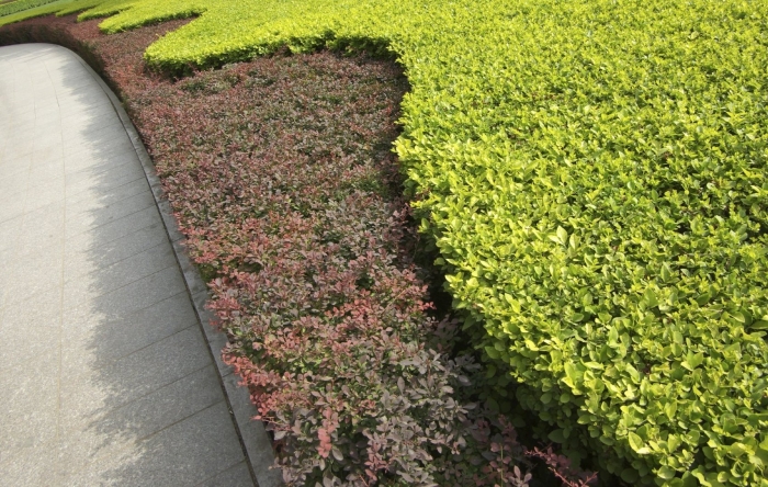 Барбарис тунберга живая изгородь