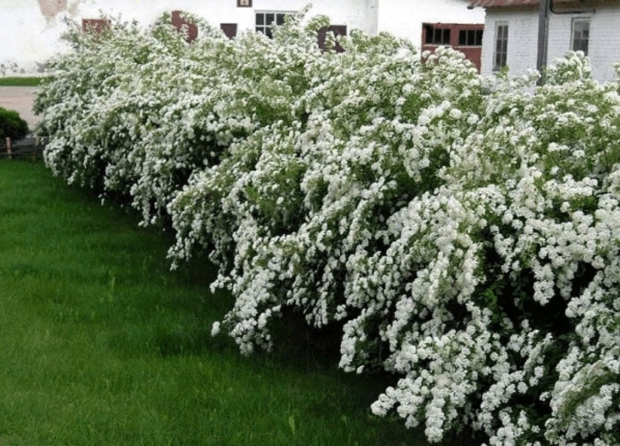 Спирея вангутта