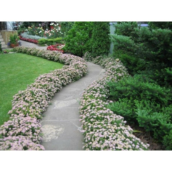 Спирея японская живая изгородь