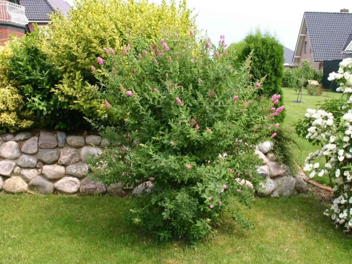 Спирея иволистная билларда