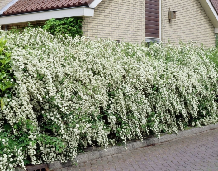 Спирея вангутта