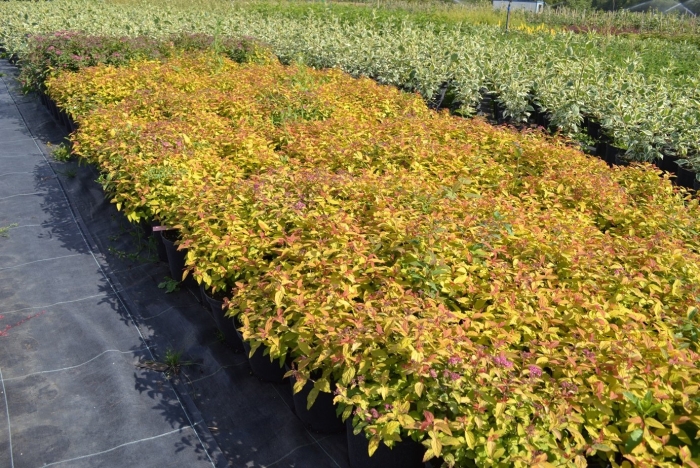 Спирея японская кэндллайт