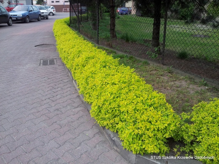 Спирея японская голден принцесс живая изгородь