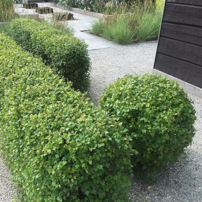 Смородина альпийская шмидт живая изгородь