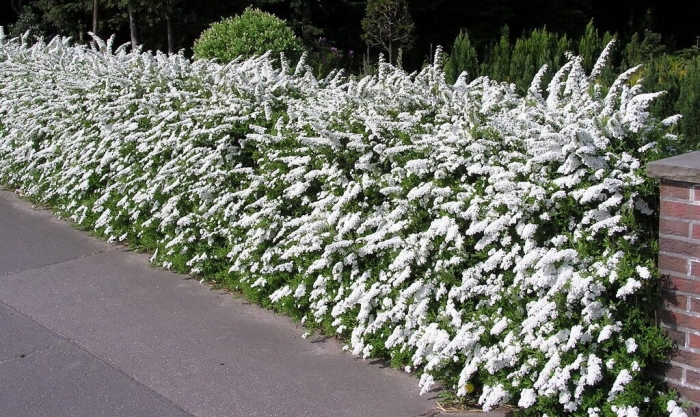 Спирея грефшейм