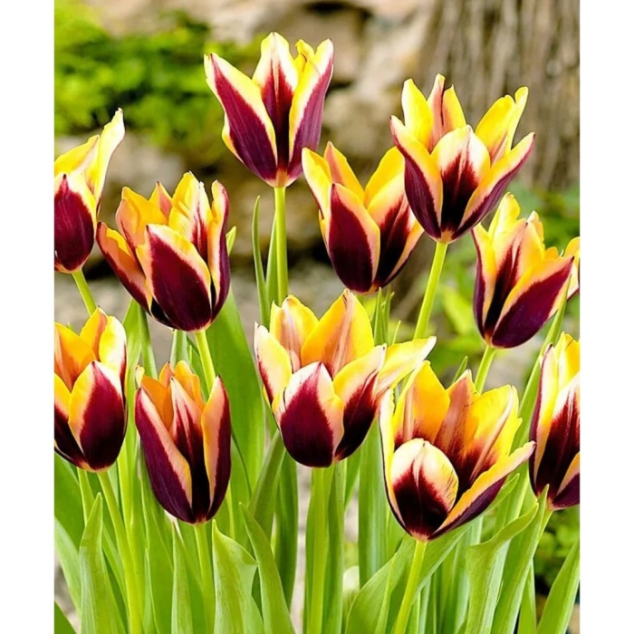 Тюльпан триумф гавота