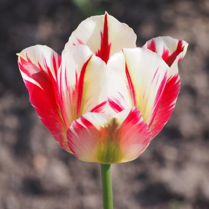 Тюльпан спринг грин