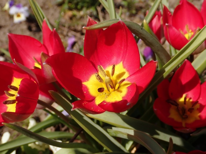 Тюльпан хартс дилайт