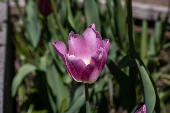 Тюльпан пурпл элеганс