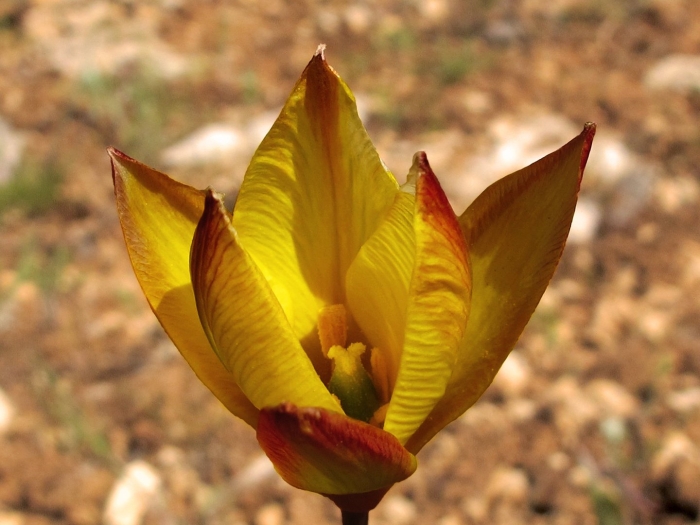 Тюльпан биберштейна