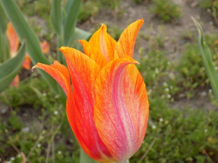 Тюльпан оранж джус