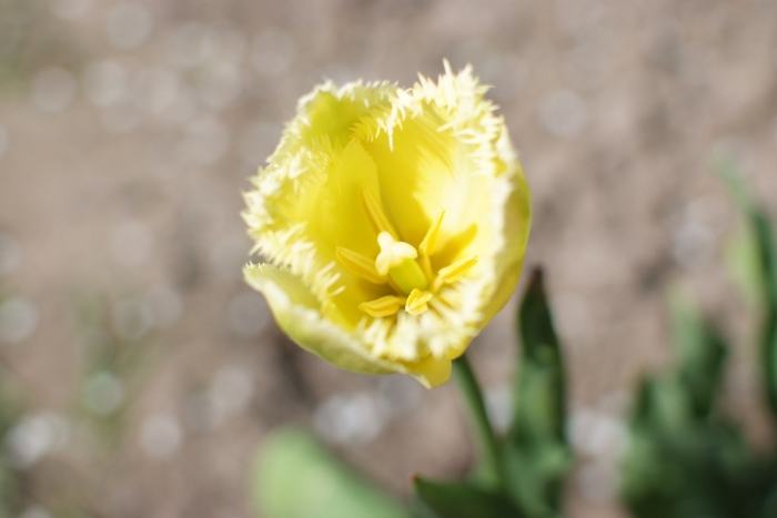 Тюльпан polestar