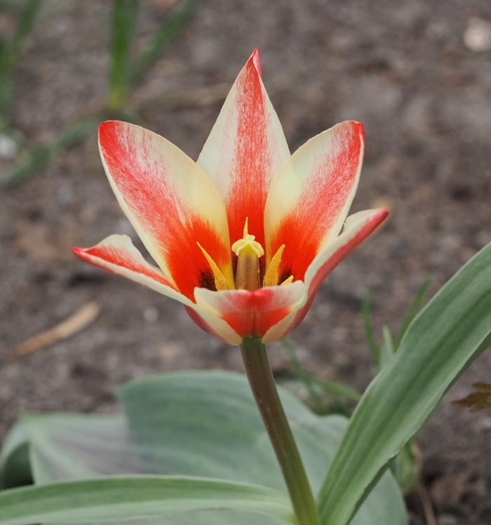 Грейга тюльпан