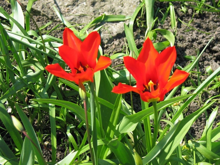 Tulipa fosteriana