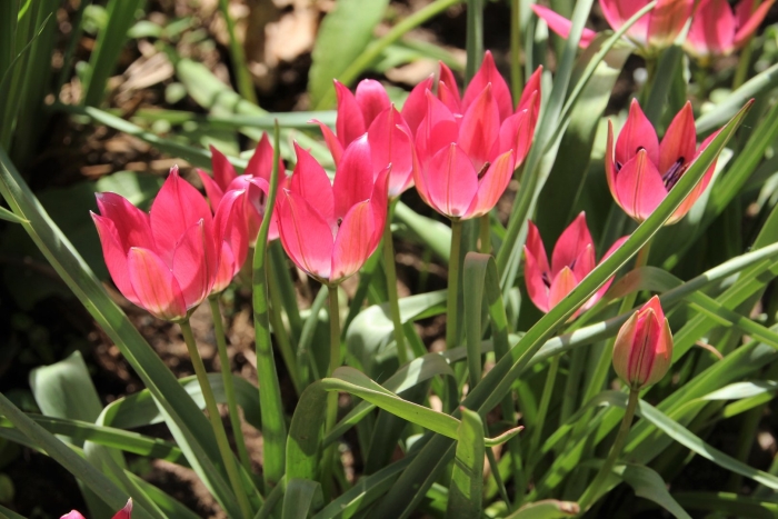 Тюльпан литтл бьюти