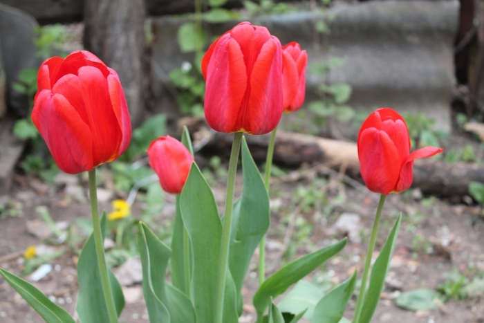 Тюльпан иванка