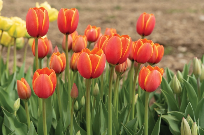 Тюльпан ворлд фаворит