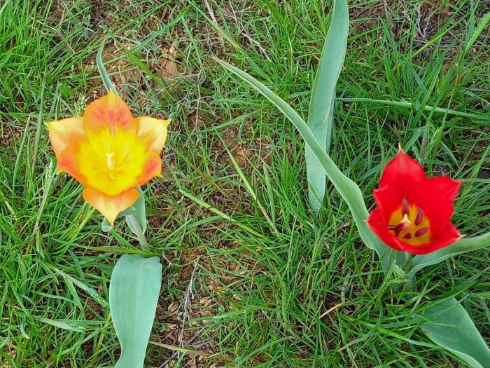 Тюльпан шренка калмыкия