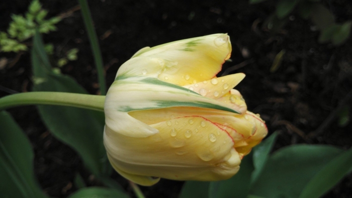 Тюльпан йеллоу пуриссима