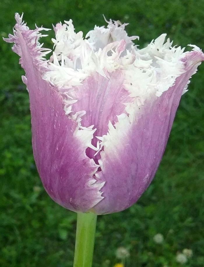 Тюльпан бахромчатый американ игл
