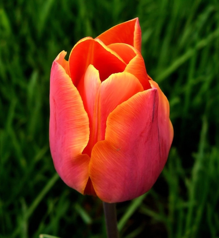 Тюльпан майтрисс