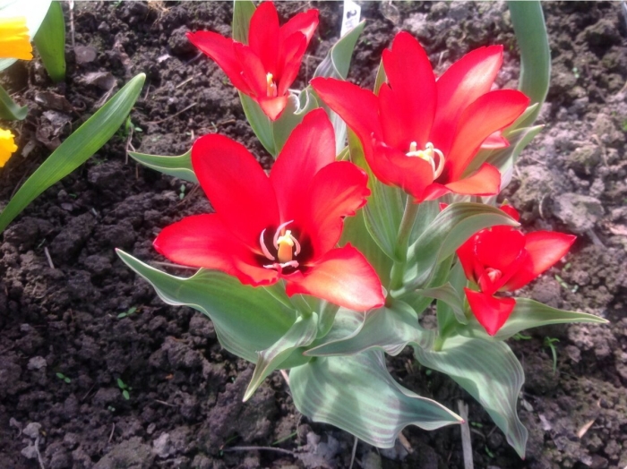 Showwinner тюльпан