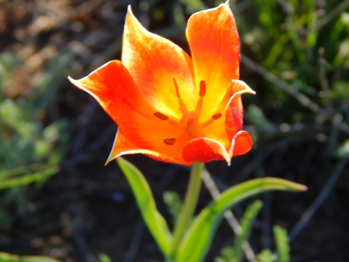 Тюльпан шренка