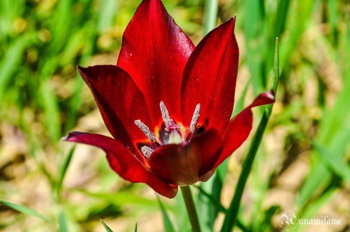 Тюльпан дикий