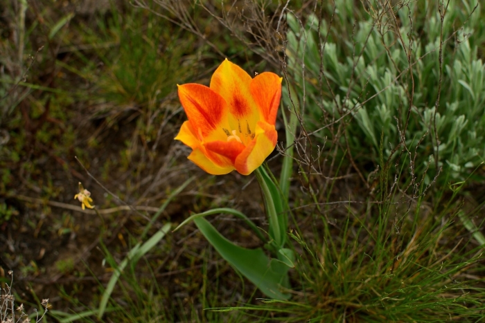 Степной тюльпан