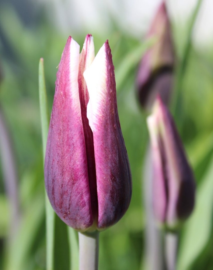 Сорта тюльпанов