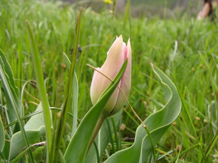 Растение тюльпан