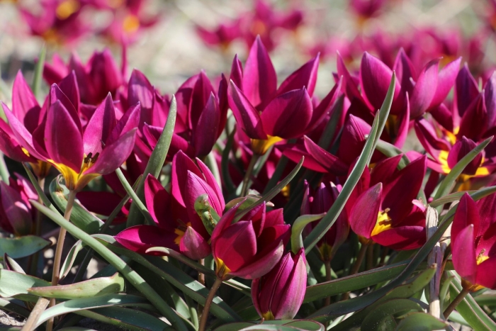 Тюльпан ботанический одалиска