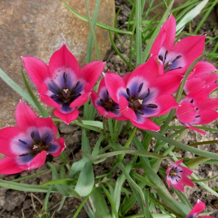 Тюльпан ботанический little beauty