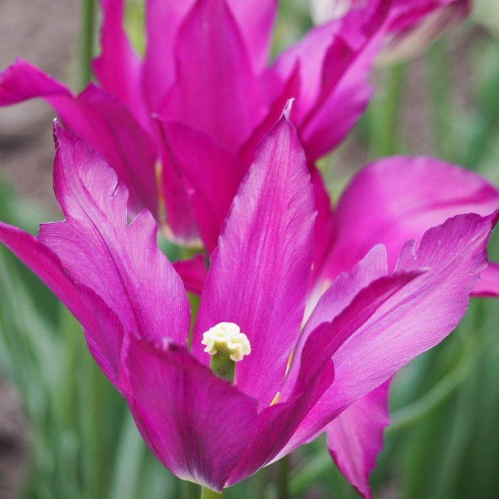 Тюльпан перпл дрим