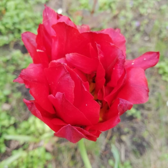 Тюльпан хартбрейкер